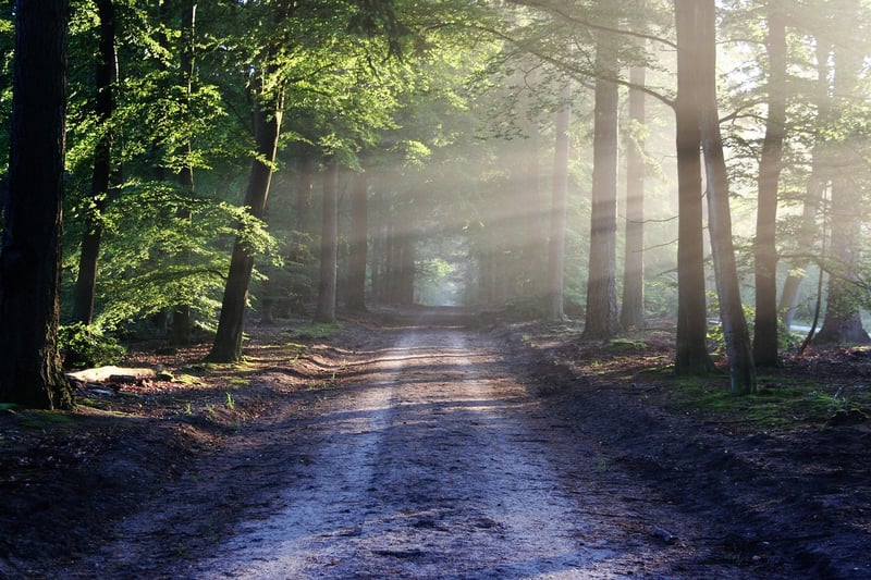 Ethereal Forest