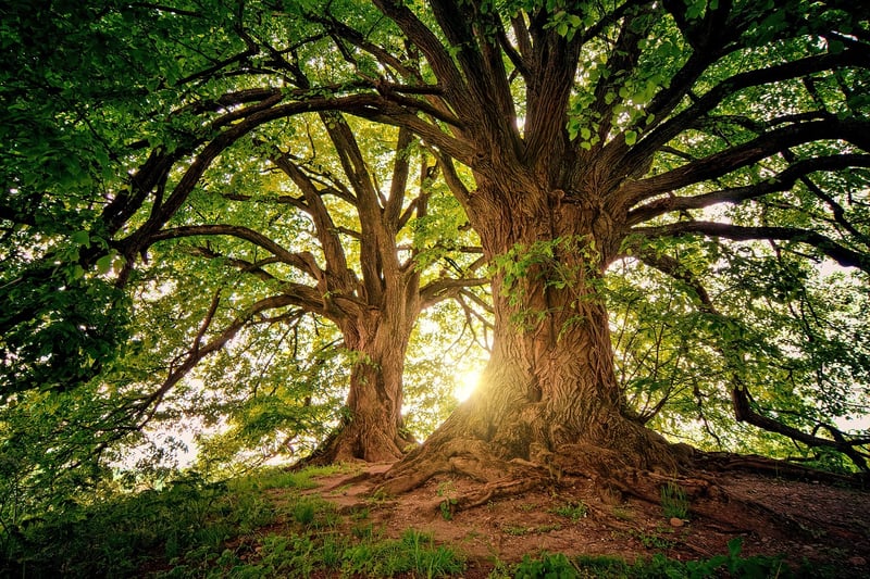 Sherwood Forest, England