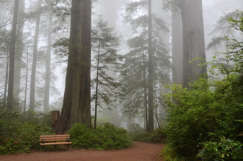 Muir Woods, California