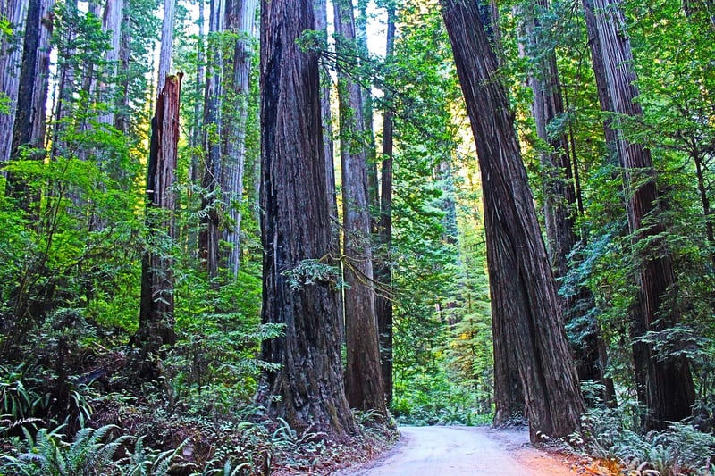Redwood Forest, California